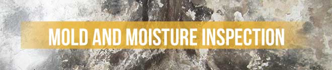 Mold and Moisture Inspection